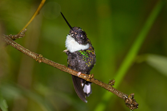 Collared Inca (Coeligena torquata)