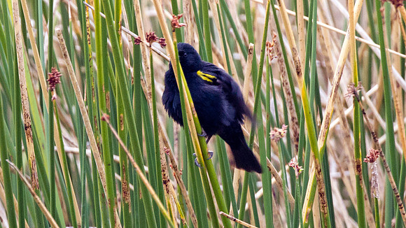 Yellow-winged Blackbird (Agelaius thilius)