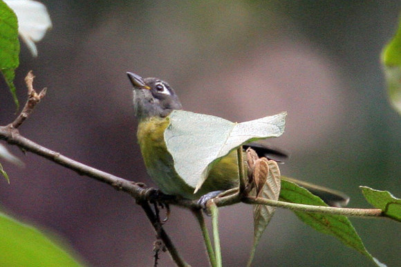 Common Bush-tanager (Chlorospingus ophthalmicus)