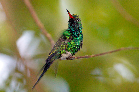 Cozumel Emerald (Chlorostilbon forficatus) male