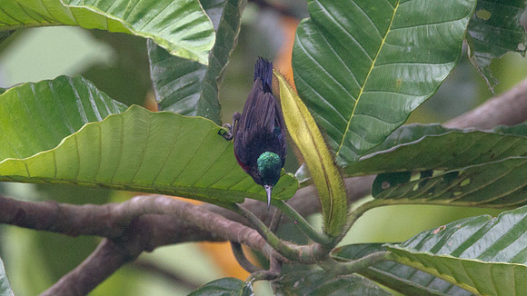 ?Purple-throated Sunbird (Nectarinia sperata)? male