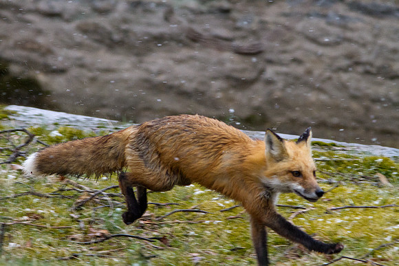 American Red Fox (Vulpes vulpes fulvus)