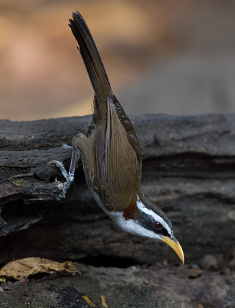 White-browed scimitar babbler (Pomatorhinus schisticeps)