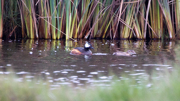 White-tufted Grebe (Rollandia rolland)
