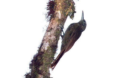 Olive-backed Woodcreeper (Xiphorhynchus triangularis)