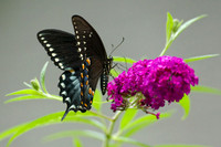 Eastern Tiger Swallowtail (Papilio glaucus)