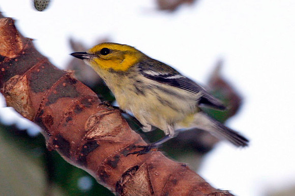 Black-throated Green Warbler (Dendroica virens)