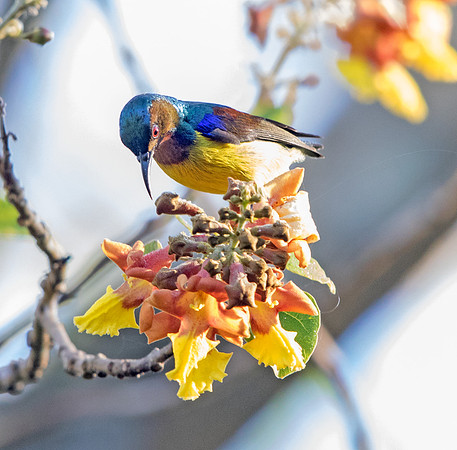 Brown-throated sunbird (Anthreptes malacensis) Male