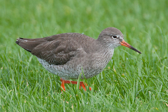 Common Redshank (Tringa totanus) also known as Redshank