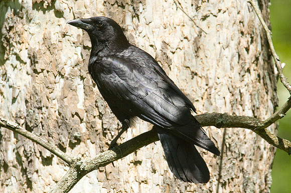American Crow (Corvus brachyrhynchos)