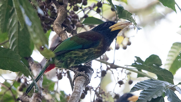 Great barbet (Megalaima virens)
