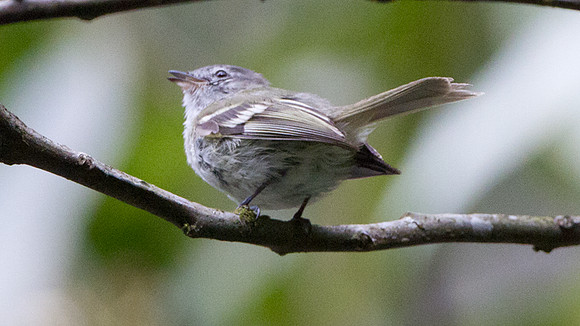Sclater's Tyrannulet (Phyllomyias sclateri)