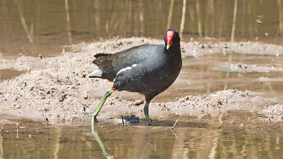 Common Gallinule (Gallinula galeata)