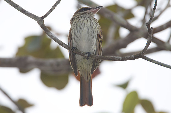 Streaked Flycatcher (Myiodynastes maculatus)
