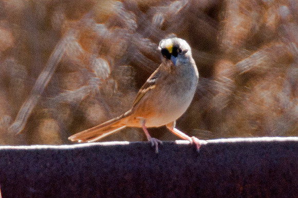 Golden-crowned Sparrow (Zonotrichia atricapilla)