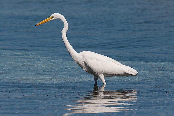 Great Egret (Ardea Alba) also known as Great White Egret, Common Egret