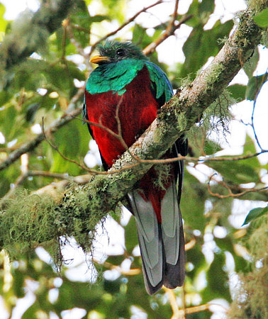 Resplendent Quetzal (Pharomachrus mocinno) juvenile