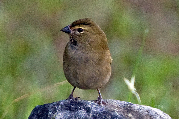 Cozumel Yellow-faced Grassquit (Tiaris olivaceus) female