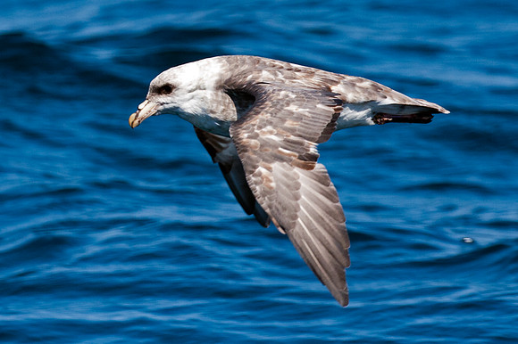 Northern Fulmar (Fulmarus glacialis) also known as Arctic Fulmar