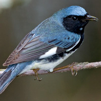 Black-throated Blue Warbler (Dendroica caerulescens)