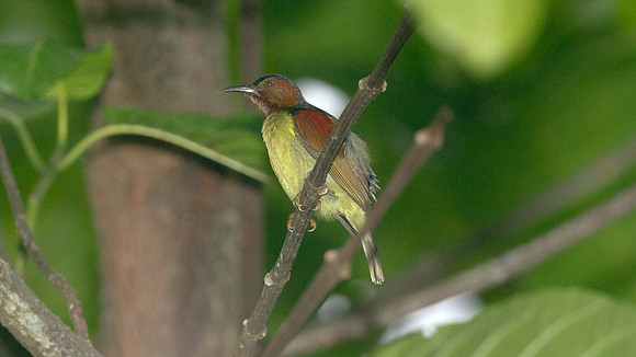?Red-throated Sunbird (Anthreptes rhodolaema)? male
