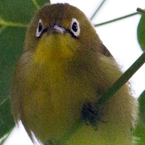 Lemon-bellied white-eye (Zosterops chloris)