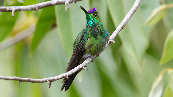 Violet-fronted Brilliant (Heliodoxa leadbeateri)