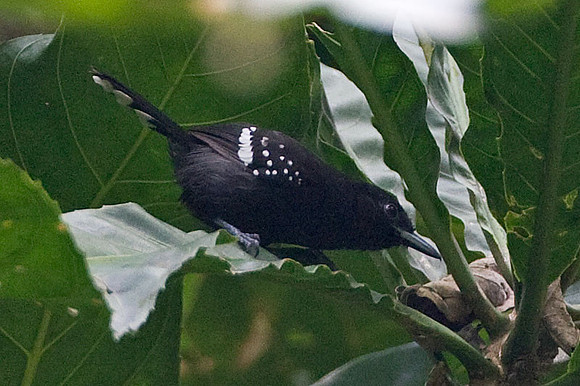 Dot-winged Antwren (Microrhopias quixensis)