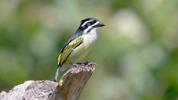 Yellow-rumped Tinkerbird (Pogoniulus bilineatus