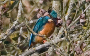 Common Kingfisher (Alcedo atthis) also known as Eurasian Kingfisher, River Kingfisher