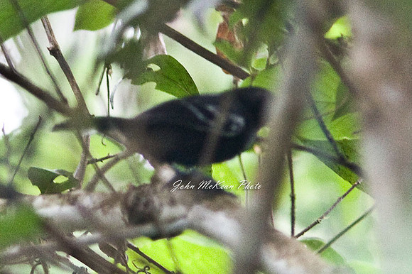 Dot-winged Antwren (Microrhopias quixensis)