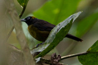 Dusky-faced Tanager (Mitrospingus cassinii)