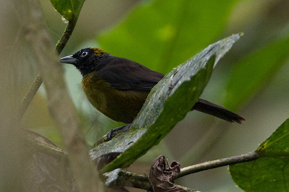 Dusky-faced Tanager (Mitrospingus cassinii)