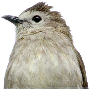 Pale-faced Bulbul (Pycnonotus leucops)