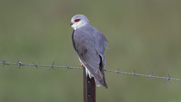 Black-shouldered Kite (Elanus axillaris)