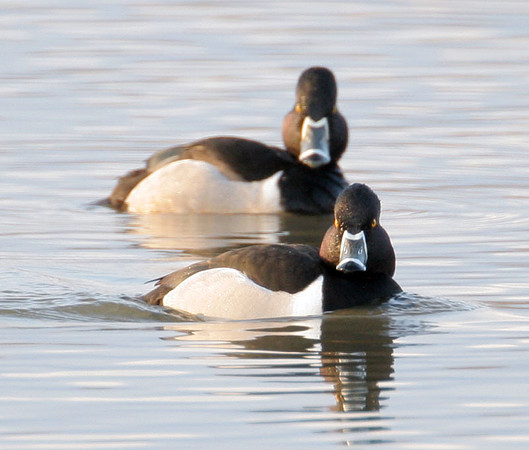 Ring-necked Duck (Aythya collaris)