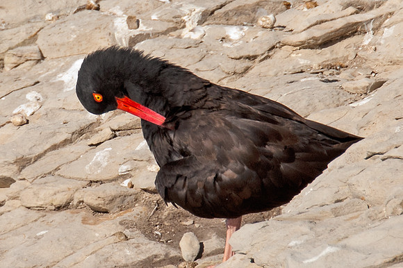 Black Oystercatcher (Haematopus bachmani)
