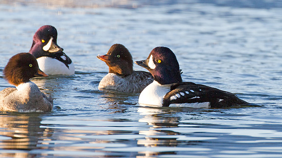 Barrow's Goldeneye (Bucephala islandica)