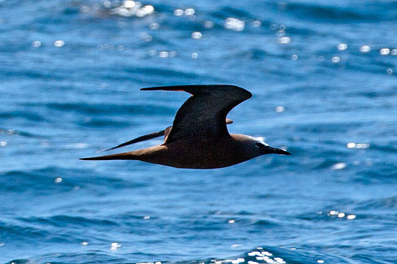 Brown Noddy (Anous stolidus) also known as Common Noddy