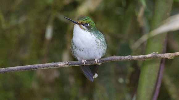 Booted Racket-tail (Ocreatus underwoodii)