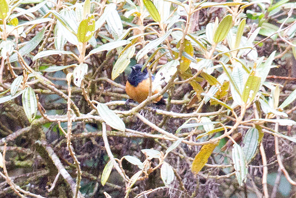 Blue-backed Conebill (Conirostrum sitticolor)