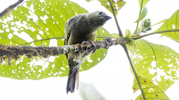 Palm Tanager (Thraupis palmarum)