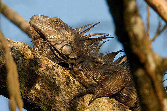 Iguana