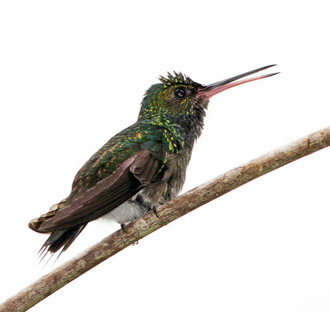 Blue-Throated Goldentail (Hylocharis eliciae)
