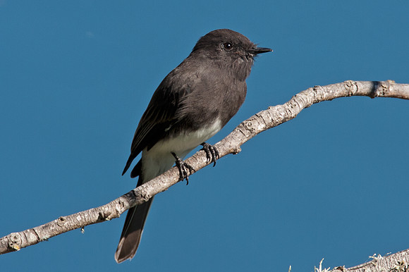 Black Phoebe (Sayornis nigricans)