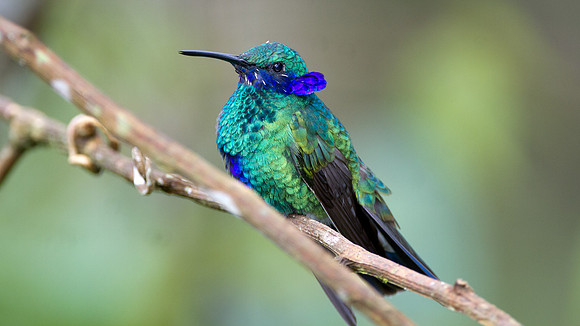 Sparkling Violetear (Colibri coruscans)