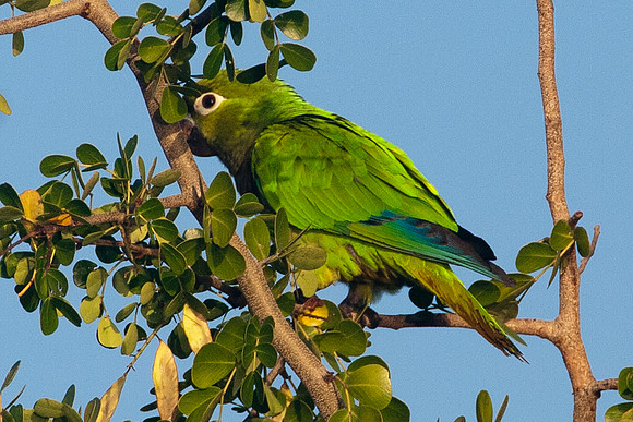 Olive-throated Parakeet (Aratinga nana)