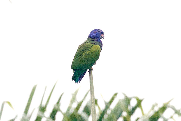 Blue-headed Parrot (Pionus menstruus)