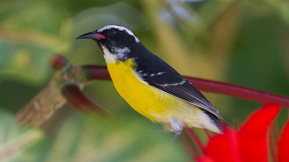 Bananaquit (Coereba flaveola)