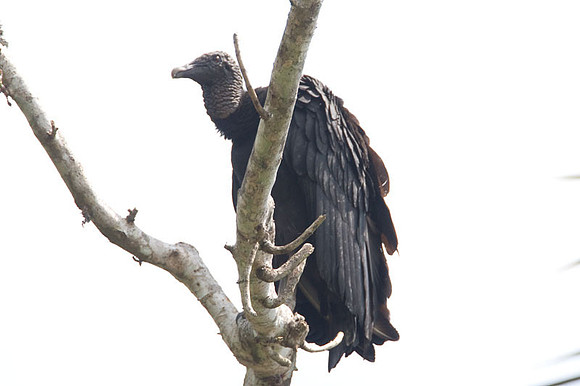 Black Vulture (Coragyps atratus) also known as American Black Vulture